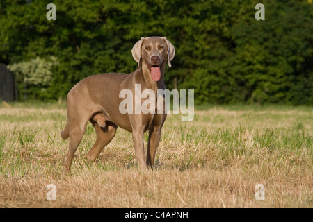 standing Weimaraner Stock Photo