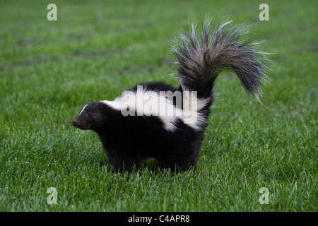 striped skunk Stock Photo