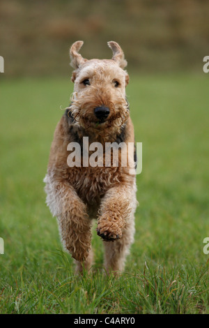 running Airedale Terrier Stock Photo