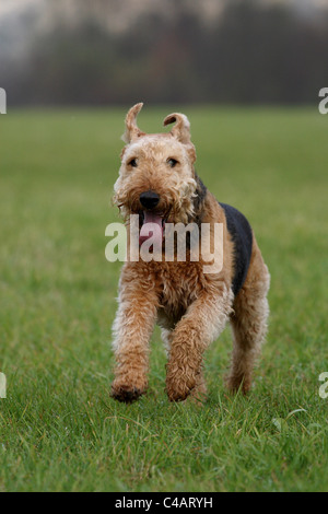 running Airedale Terrier Stock Photo