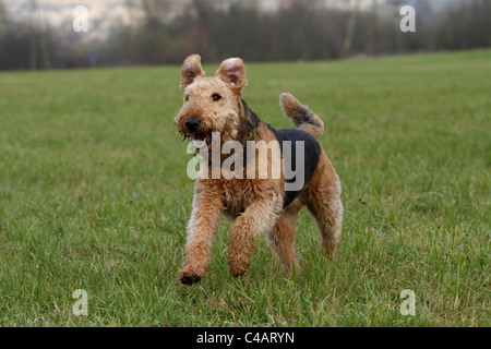 running Airedale Terrier Stock Photo