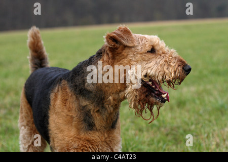 Airedale Terrier Stock Photo