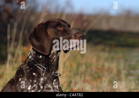 german shorthaired Pointer Stock Photo