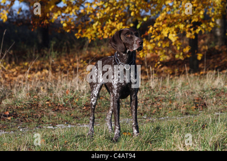 standing German Shorthaired Pointer Stock Photo