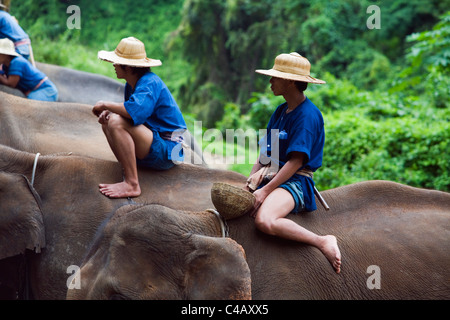 Thailand, Chiang Mai, Chiang Dao. Mahouts sit atop their elephants at the Chiang Dao Elephant Training Centre. Stock Photo