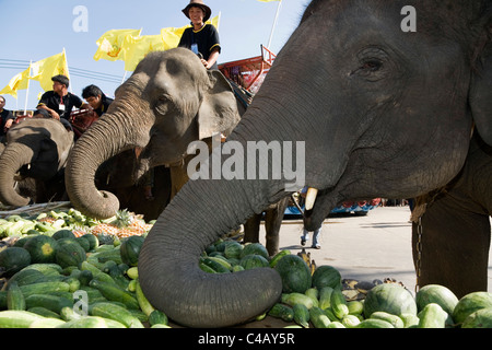 Thailand, Surin, Surin.  Elephants feasting at an Elephant Buffet during the annual Elephant Roundup festival. Stock Photo