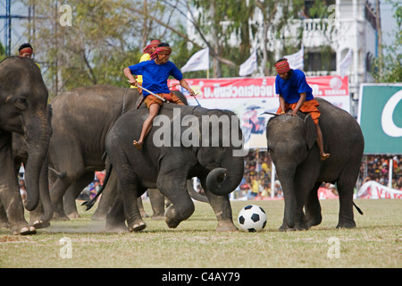 Thailand, Surin, Surin. Elephant football during the annual Surin Elephant Roundup Festival. Stock Photo