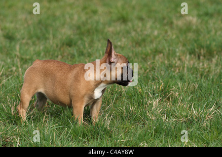 standing French Bulldog Stock Photo