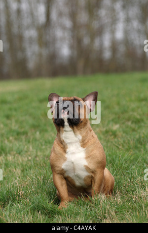 sitting French Bulldog Stock Photo