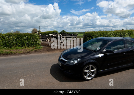 Car on narrow rural road going past field with dairy cows waiting at gate. Stock Photo