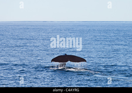 Sperm whale diving in Kaikoura New Zealand Stock Photo