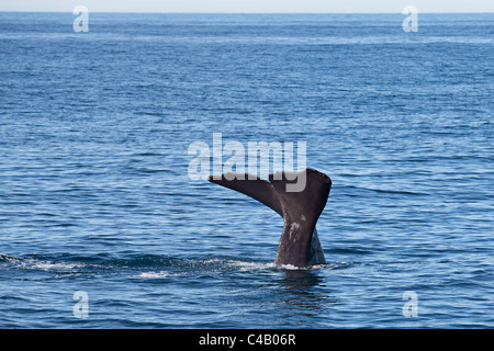 Sperm whale diving in Kaikoura New Zealand Stock Photo