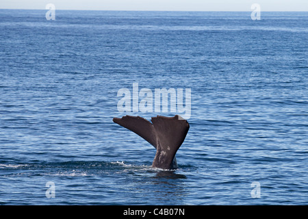 Sperm whale diving in Kaikoura New Zealand Stock Photo