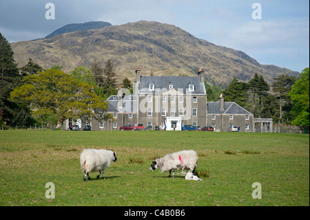 Sheep graze peacefully in front of Lochbuie House, on the west coast of the isle of Mull, Scotland.  SCO 7142 Stock Photo