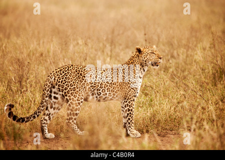 Tanzania, Serengeti. A leopard boldly stands in the long grasses near Seronera. Stock Photo