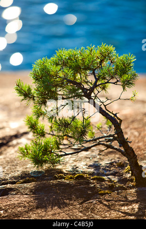 Small pine growing on rocks. Stock Photo