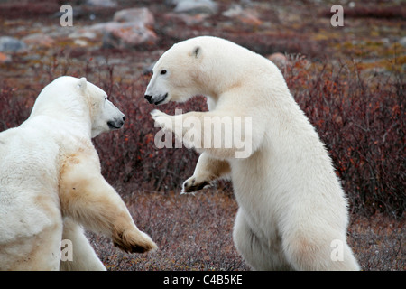 Churchill, Manitoba, Canada. Male polar bears fighting on tundra (photographed in late October). Stock Photo