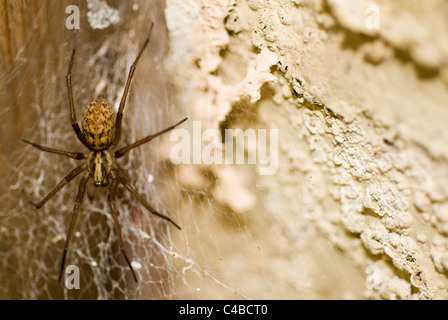 Common house spider, Tegenaria gigantea/domestica on web