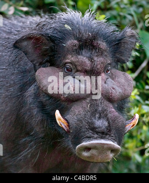 A rarely seen Giant Hog in the Salient of the Aberdare National Park. Kenya Stock Photo