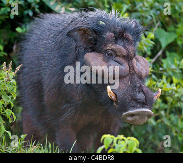 A rarely seen Giant Hog in the Salient of the Aberdare National Park. Kenya Stock Photo