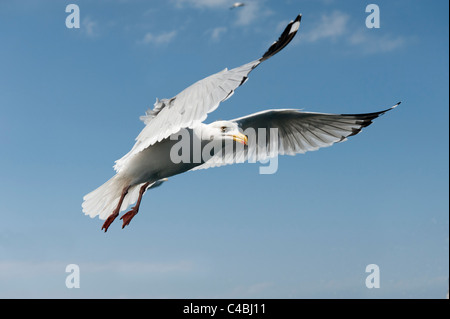 Herring Gull (Larus argenteus) Stock Photo