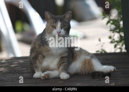 Pretty cat sitting on a table, looking at camera Stock Photo