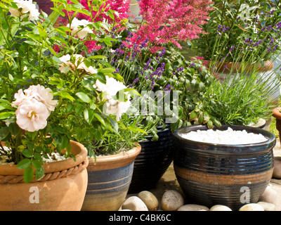 Pots and containers in the corner of a patio with roses, lavender and astilbe Stock Photo