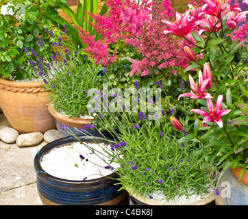 Pots and containers in the corner of a patio with roses, lavender, lilies and astilbe Stock Photo