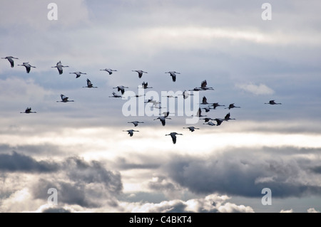 Gallocanta Lagoon is a birds santuary located between Zaragoza and Teruel provincie at Aragon. Spain Stock Photo