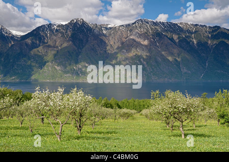 Apple orchard in bloom and Teletskoye Lake. Altai State Nature Reserve. Russia Stock Photo