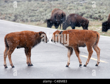Two Bison Calves Stock Photo