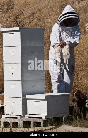 A hobbyist beekeeper in Stevensville, Montana prepares to open the hives to harvest honey in late fall. Stock Photo