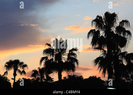 Turkey, Alanya, sunset sky, palms, Stock Photo