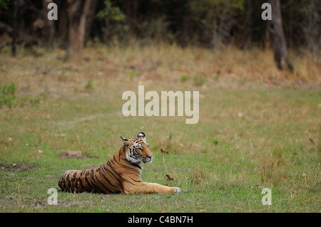 22-month-old female Bengal Tiger cub on a meadow in Bandhavgarh Tiger Reserve, India, on a summer evening Stock Photo