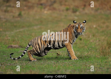 22-month-old female Bengal Tiger cub on a meadow in Bandhavgarh Tiger Reserve, India, in the summer Stock Photo