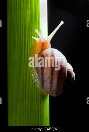 snail crawling on plant on black background Stock Photo