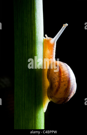 snail crawling on plant on black background Stock Photo