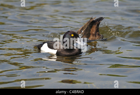 Adult male Tufted duck Aythya fuligula swimming  and a female diving in search of food. Stock Photo