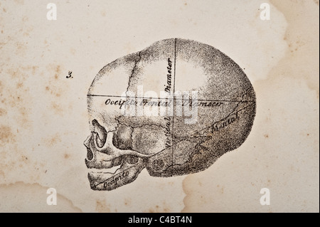 A skull illustration of fetus circa 1844 Stock Photo