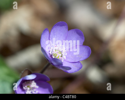 Wild forest flower Hepatica nobilis Stock Photo