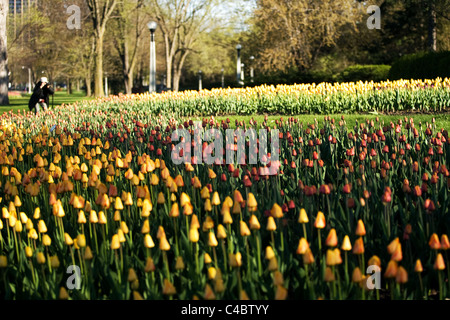 May 2011, Ottawa Ontario Canada, a person takes pictures of the tulips during the 2011 National Tulip Festival. Stock Photo