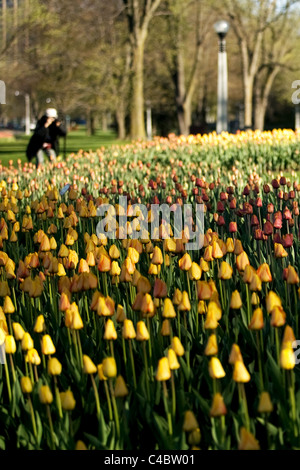 May 2011, Ottawa Ontario Canada, a person takes pictures of the tulips during the 2011 National Tulip Festival. Stock Photo