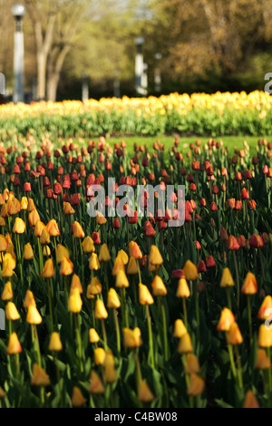 May 2011, Ottawa Ontario Canada, a person takes pictures of the tulips during the 2011 National Tulip Festival. Stock Photo