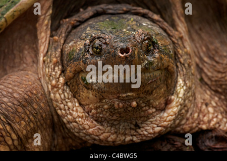 Snapping Turtle (Chelydra serpentina) - New York - Male - Found in Eastern US and Southeastern Canada to Rocky Mountains Stock Photo