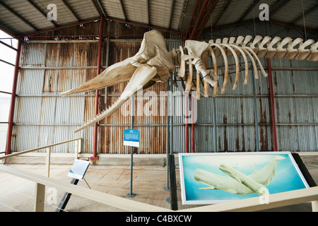Sperm whale skeleton at Whale World museum. Frenchman Bay, Albany, Western Australia, Australia Stock Photo