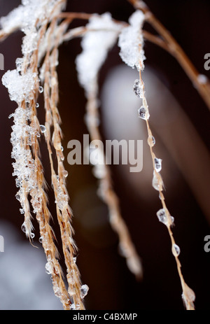 Calamagrostis x acutiflora Overdam with snow Stock Photo