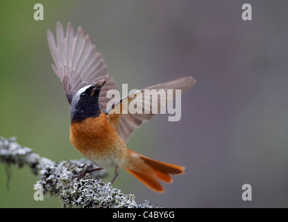 Common Redstart (Phoenicurus phoenicurus), male with insects in its beak perched on a branch while flapping its wings Stock Photo