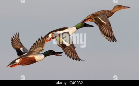 Northern Shoveler (Anas clypeata). Two drakes and a female in flight. Stock Photo