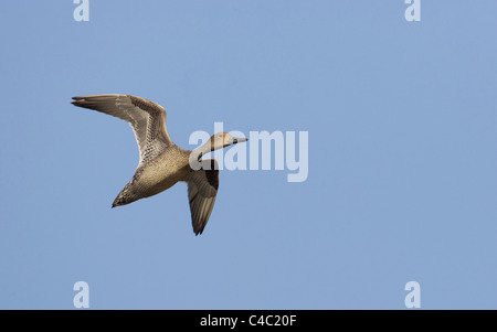Northern Pintail (Anas acuta). Duck in flight Stock Photo