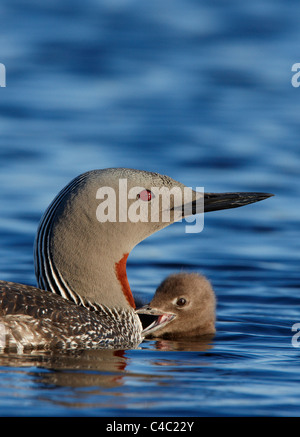 Red-throated Diver (Gavia stellata), adult with chick on water Stock Photo